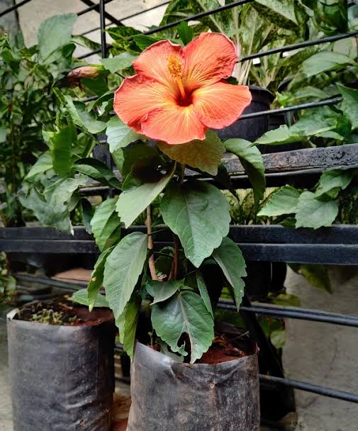 Hibiscus Plants — Hibiscus sapling available at Agro Nursery Garden